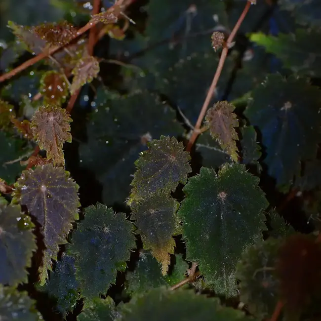 Live Plant Begonia dodsonii "Crispa"