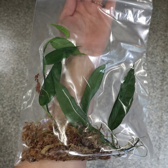 Live Plant Philodendron chinchamayense