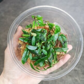 Live Plant Ficus sp. 'Panama'