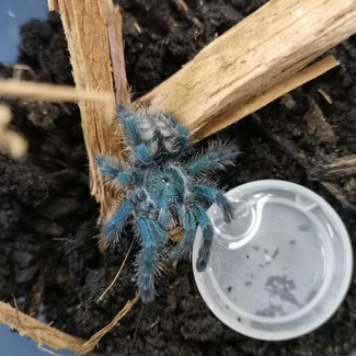 Caribena versicolor Tarantula 1.5-2"