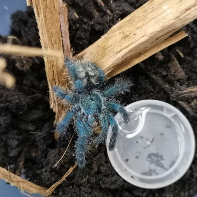 Caribena versicolor Tarantula 1.5-2"