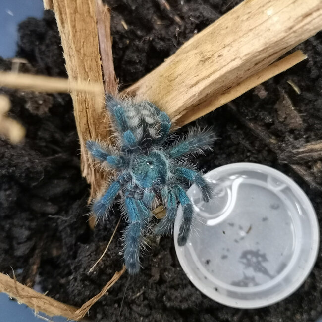 Tarantula Caribena versicolor Tarantula 1.5-2"