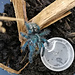 Tarantula Caribena versicolor Tarantula 1.5-2"