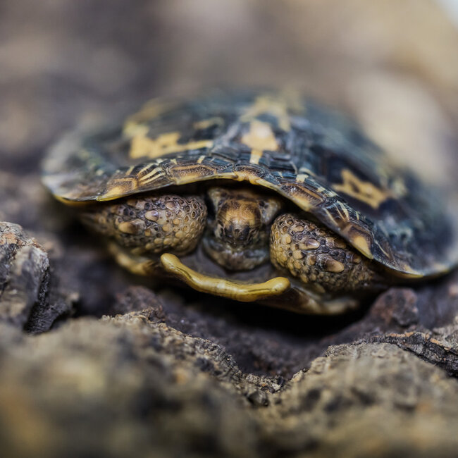 Pancake Tortoise