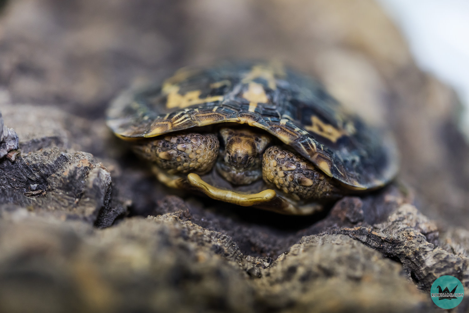 Pancake Tortoise - Roonami