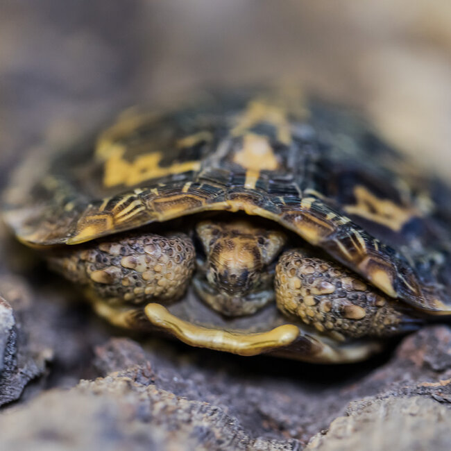 Pancake Tortoise