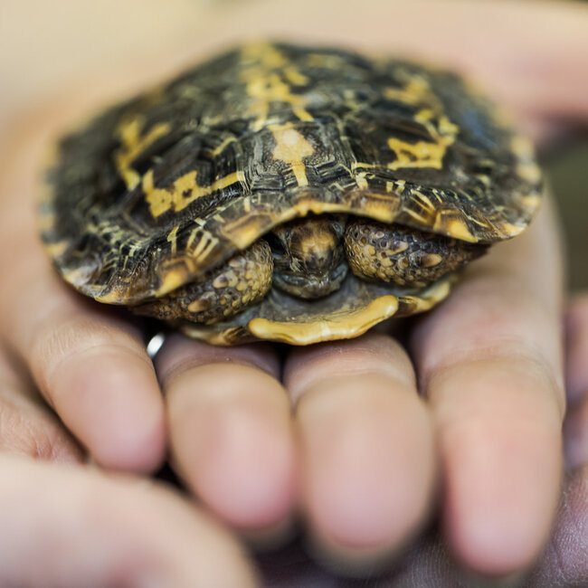 Pancake Tortoise