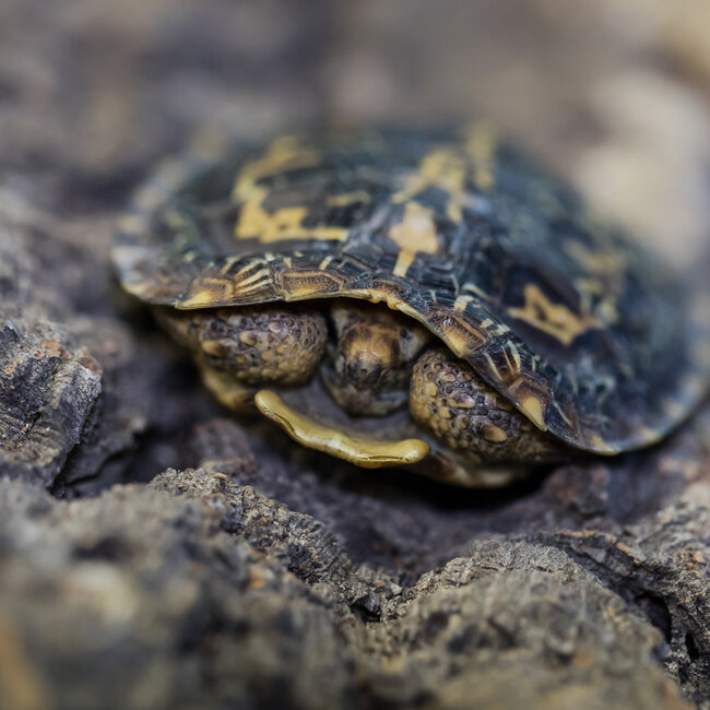 Pancake Tortoise