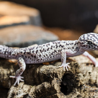 Iranian Leopard Gecko, Female, Eublepharis angramainyu
