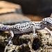 Iranian Leopard Gecko, Female, Eublepharis angramainyu