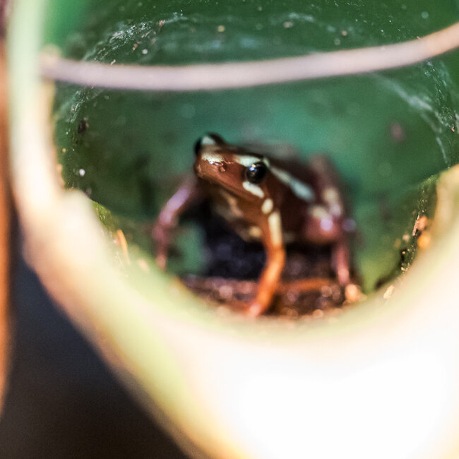 Dart Frog Epipedobates tricolor 'Santa Isabel' Dart Frogs