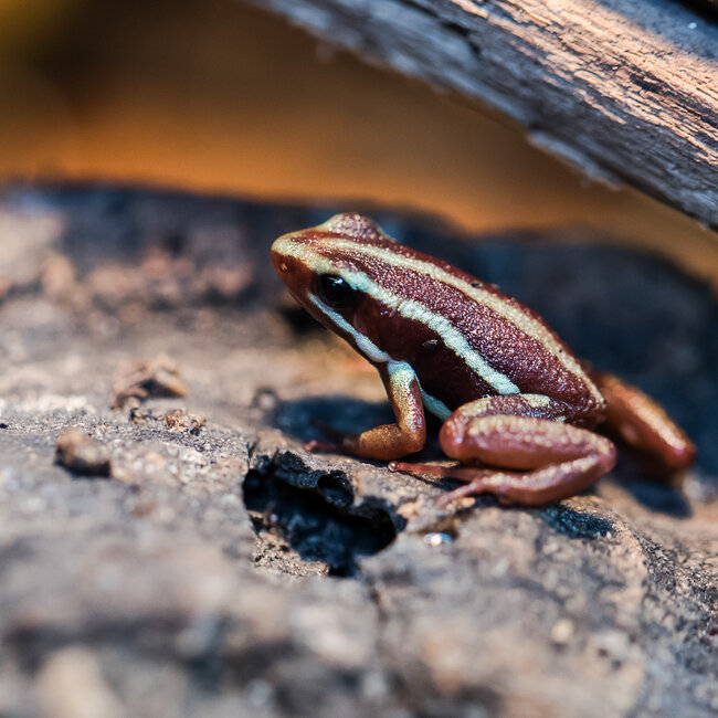 Epipedobates tricolor 'Santa Isabel' Dart Frogs
