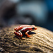 Epipedobates tricolor 'Santa Isabel' Dart Frogs
