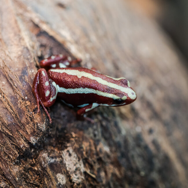 Dart Frog Epipedobates tricolor 'Santa Isabel' Dart Frogs