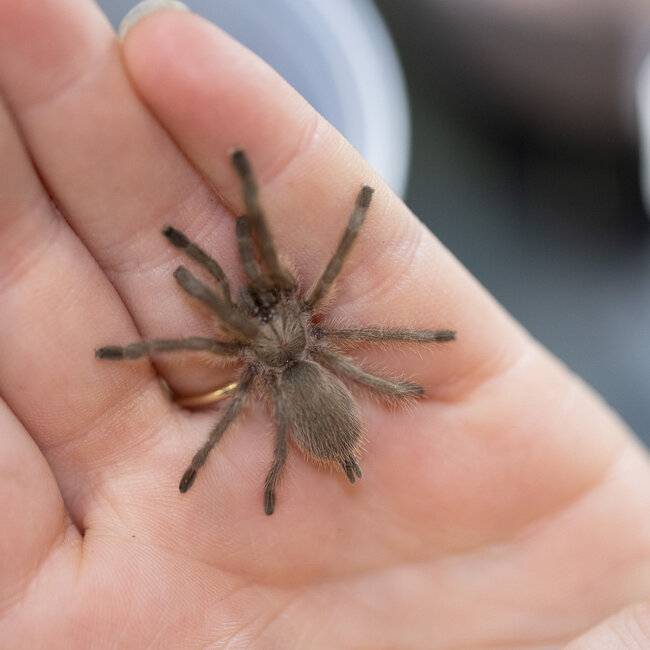 Tarantula Monocentropus balfouri 1.5" - 2"