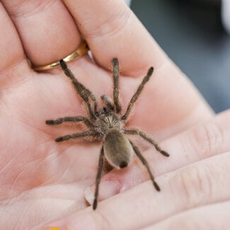 Monocentropus balfouri 1.5" - 2"