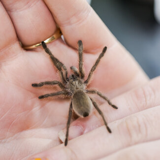 Tarantula Monocentropus balfouri 1.5" - 2"