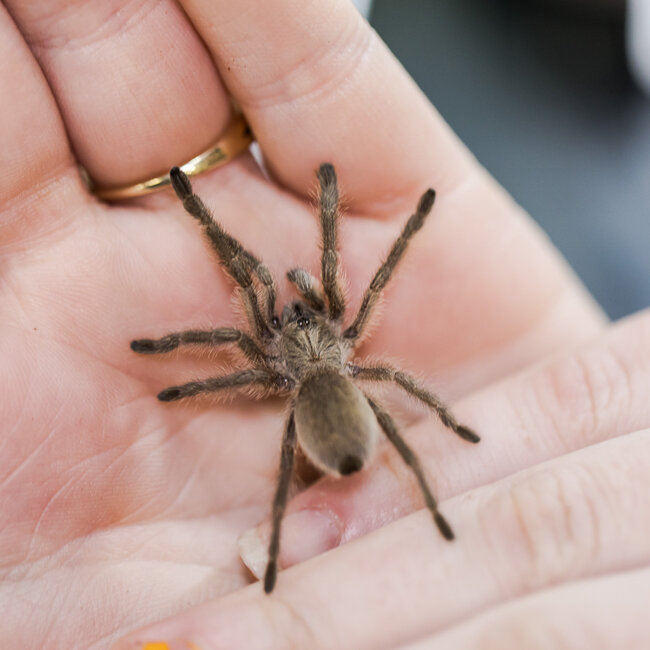 Monocentropus balfouri 1.5" - 2"
