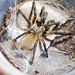 Tarantula Monocentropus balfouri 3" - 4" unsexed