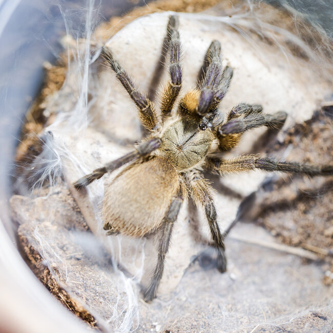 Tarantula Monocentropus balfouri 3" - 4" unsexed