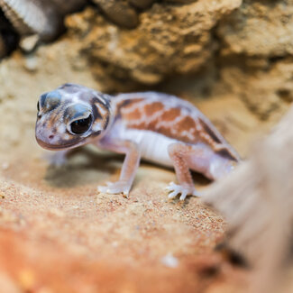 Midline Knob-tailed Gecko Nephrurus Vertibralis