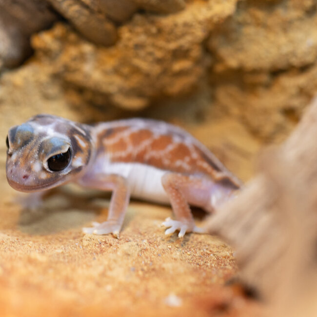 Midline Knob-tailed Gecko Nephrurus Vertibralis