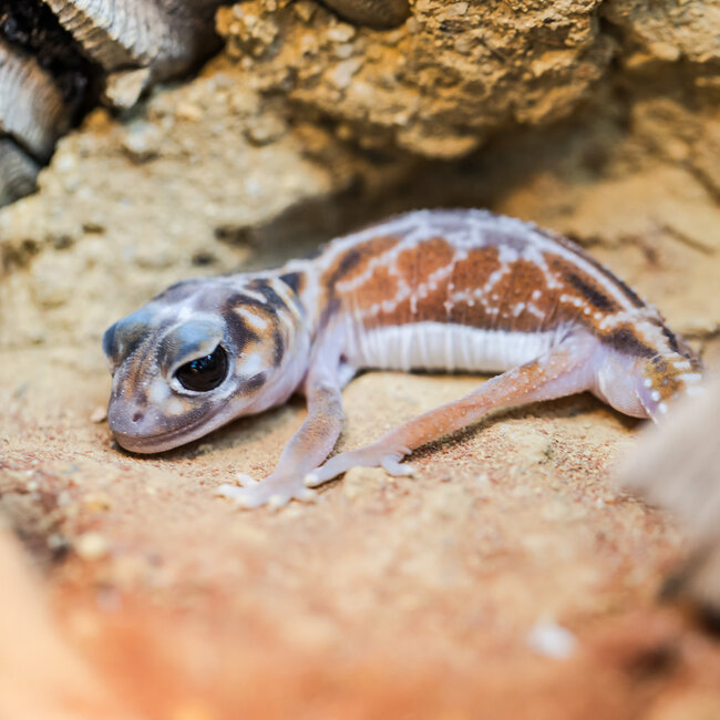 Midline Knob-tailed Gecko Nephrurus Vertibralis