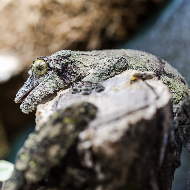 Uroplatus sikorae, Mossy Leaf Tail Gecko Male