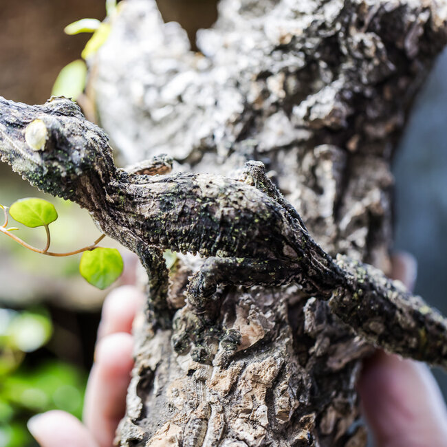 Uroplatus sikorae, Mossy Leaf Tail Gecko Male