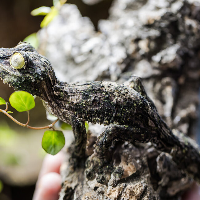 Uroplatus sikorae, Mossy Leaf Tail Gecko Male