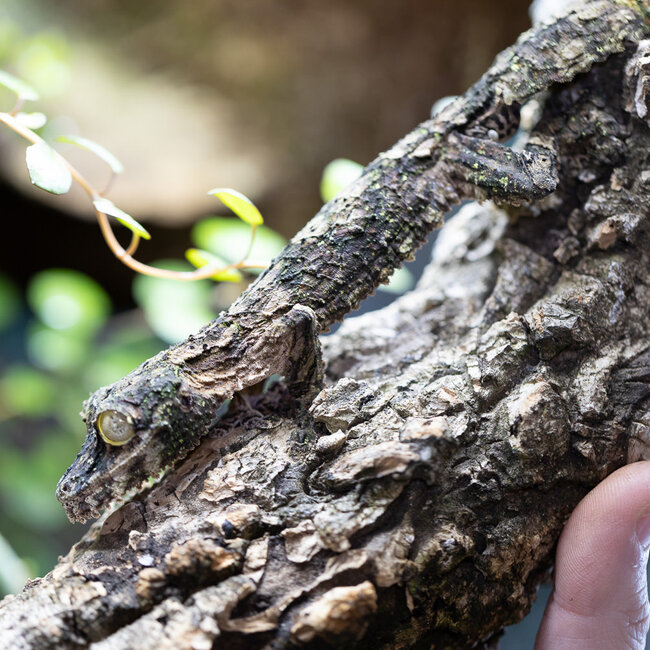 Uroplatus sikorae, Mossy Leaf Tail Gecko Male
