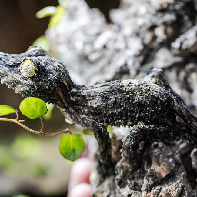Uroplatus sikorae, Mossy Leaf Tail Gecko Male