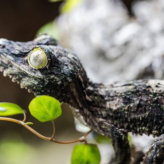 Uroplatus sikorae, Mossy Leaf Tail Gecko Male