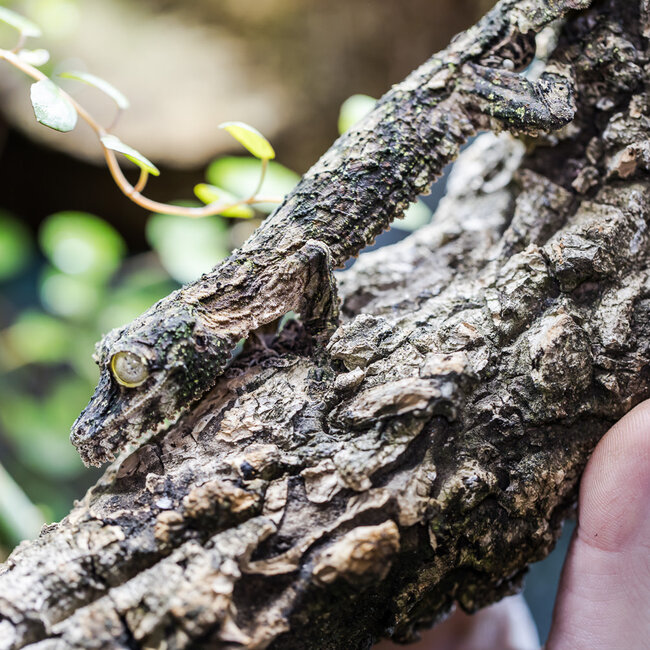 Uroplatus sikorae, Mossy Leaf Tail Gecko Male