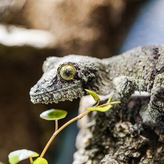 Uroplatus sikorae, Mossy Leaf Tail Gecko Female