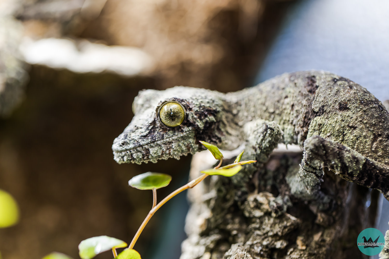 uroplatus-sikorae-mossy-leaf-