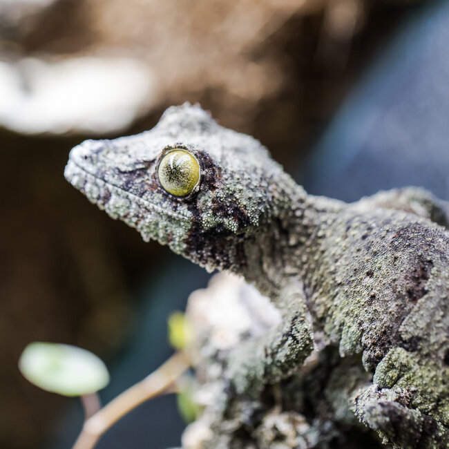 Uroplatus sikorae, Mossy Leaf Tail Gecko Female