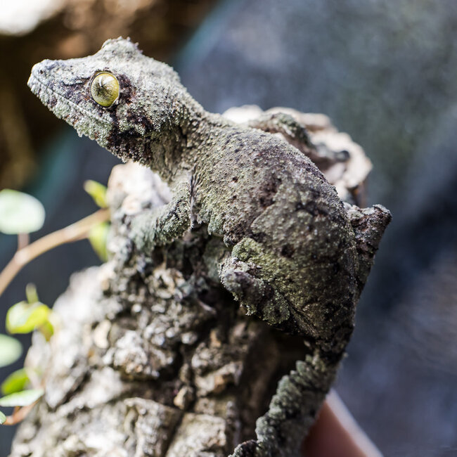 Uroplatus sikorae, Mossy Leaf Tail Gecko Female