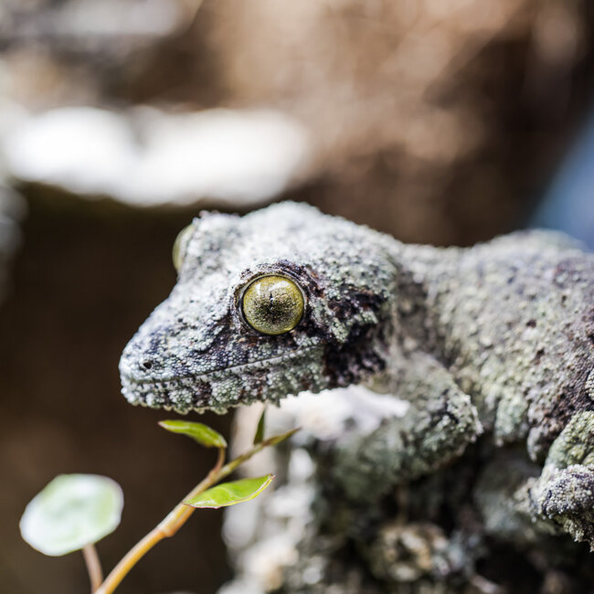 Uroplatus sikorae, Mossy Leaf Tail Gecko Female