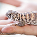 Ornate Uromastyx CB