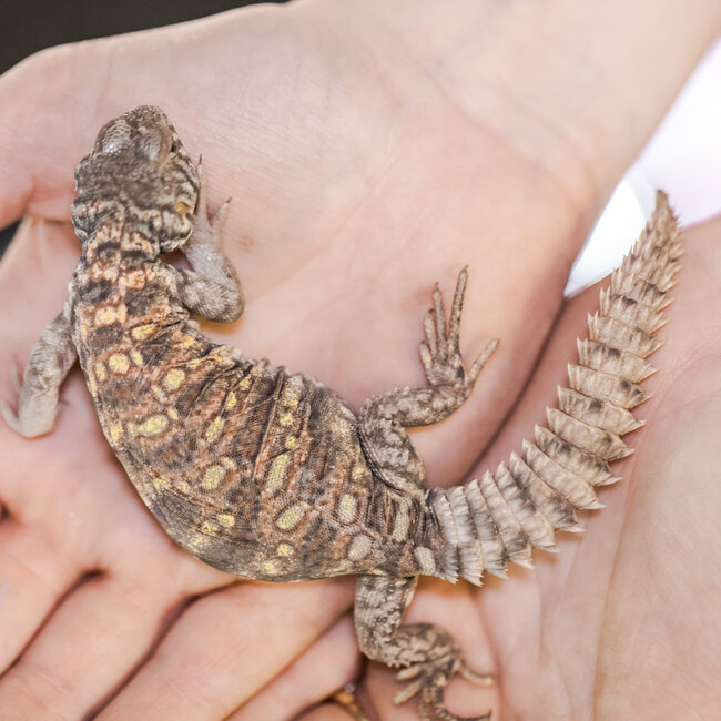 Ornate Uromastyx CB