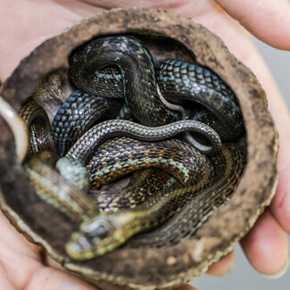 Garter Snake Lake Chapala Garter Snake