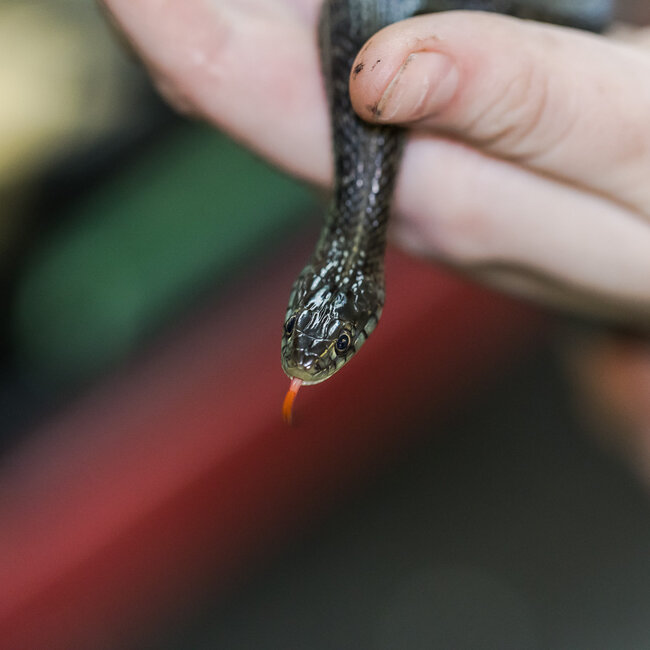 Lake Chapala Garter Snake