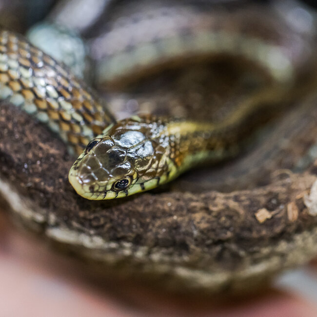 Lake Chapala Garter Snake