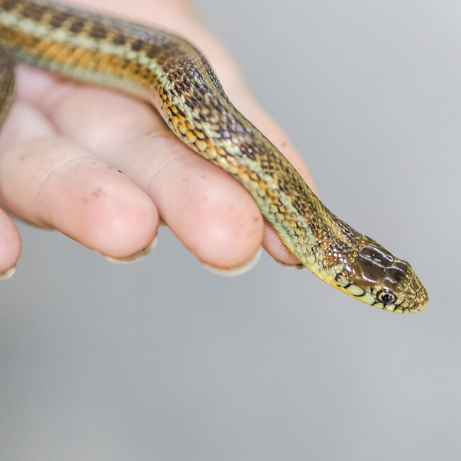 Lake Chapala Garter Snake