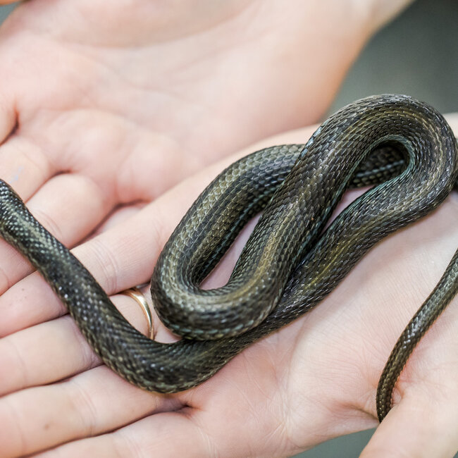 Lake Chapala Garter Snake