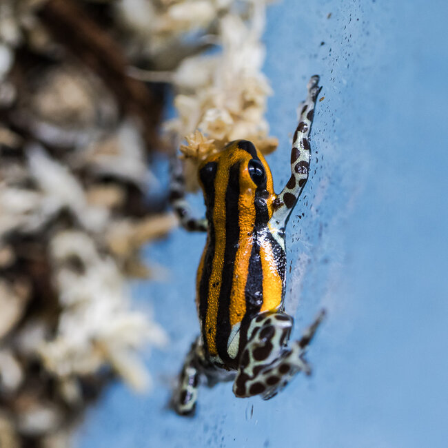 Dart Frog Ranitomeya sirensis 'Orange'