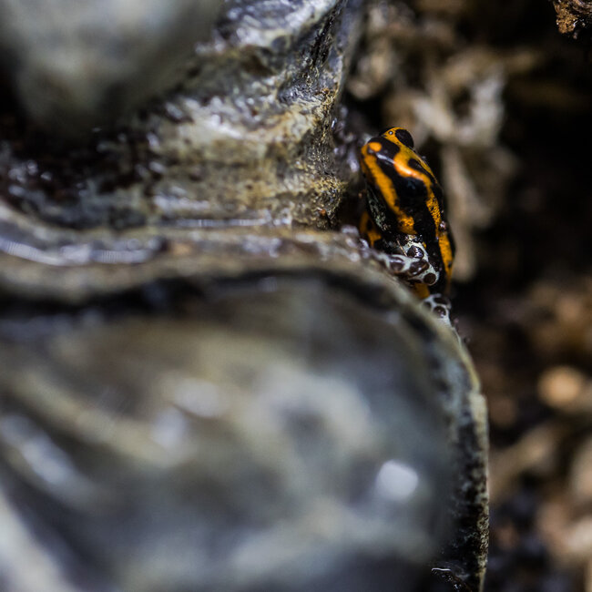 Ranitomeya sirensis 'Orange'