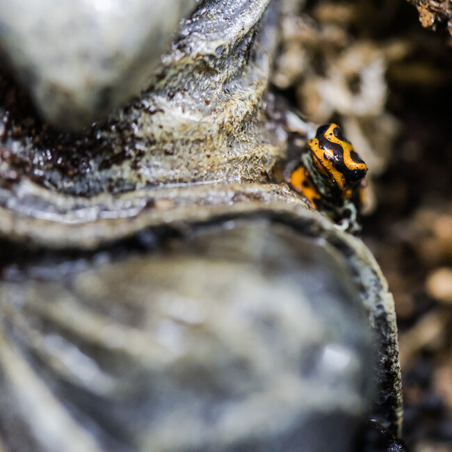 Ranitomeya sirensis 'Orange'