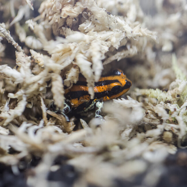 Ranitomeya sirensis 'Orange'